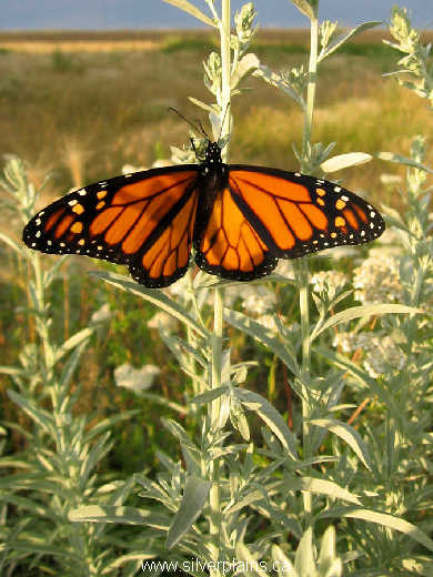 monarch butterfly