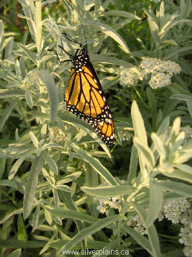 monarch butterfly