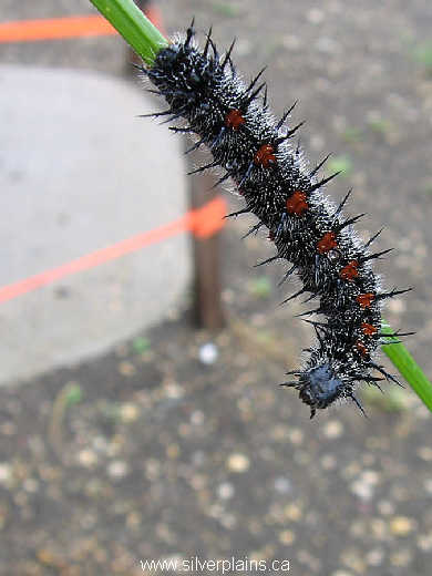 mourning cloak caterpillar 