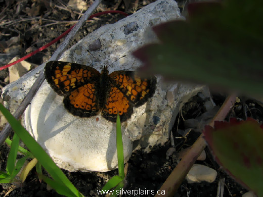 northern crescent butterfly, Phyciodes cocyta - 11AU06