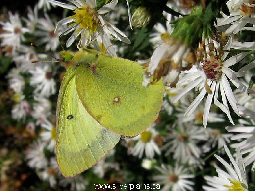orange sulphur butterfly - Colias eurytheme