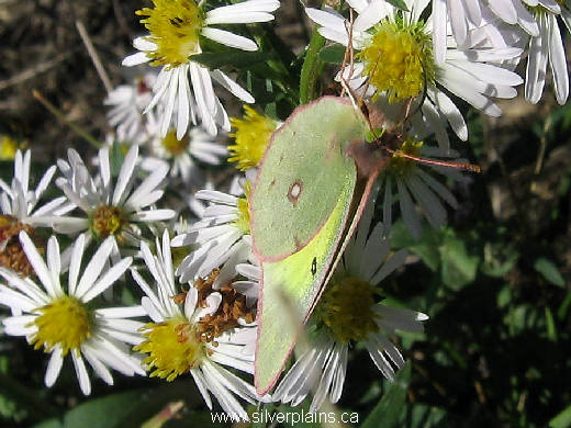 orange sulphur butterfly