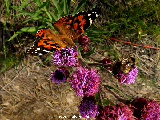 painted lady butterfly, Vanessa cardui - 12AU07-1