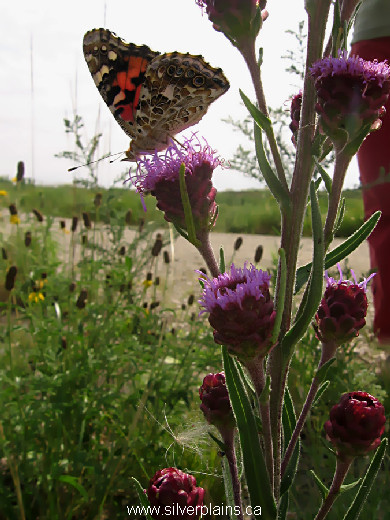 painted lady butterfly, Vanessa cardui - 12AU07-3