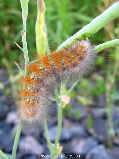 salt marsh caterpillar 