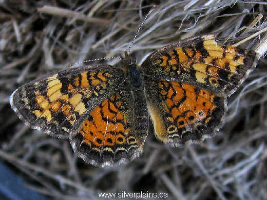 silvery checkerspot butterfly 