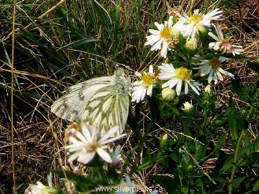 western white butterfly - Pontia occidentalis