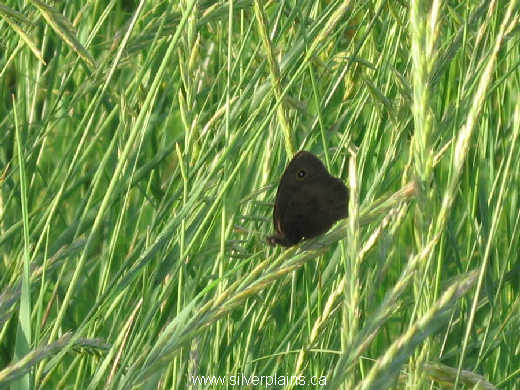 wood nymph butterfly 