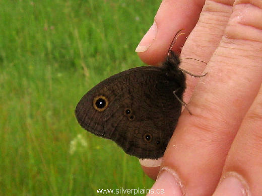 wood nymph butterfly - Cercyonis pegala