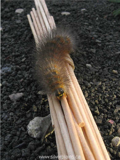 caterpillar 08AU16