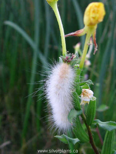 caterpillar 08AU19