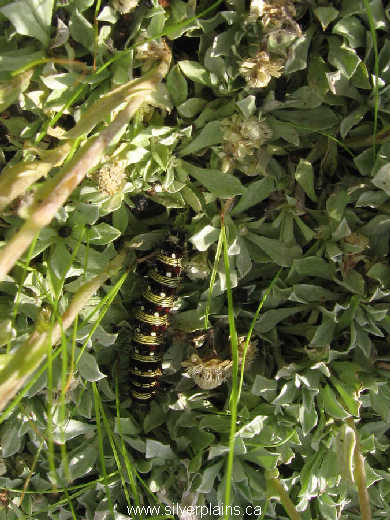 painted lady caterpillar