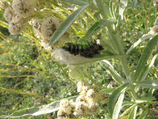 painted lady caterpillar