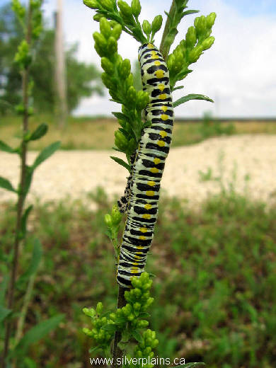 black swallowtail caterpillar
