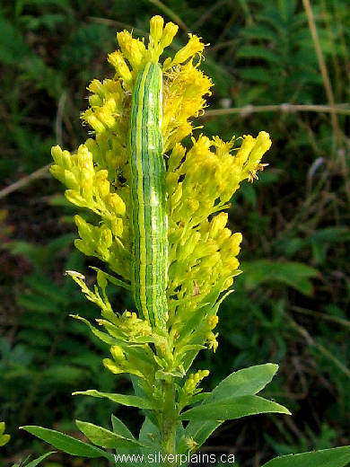 goldenrod hooded owlet caterpillar - Cucullia asteroides