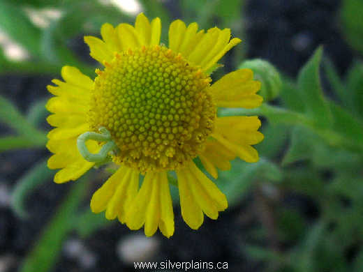 green looper caterpillar on helenium