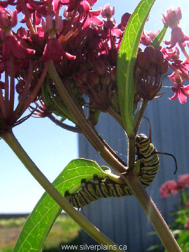 monarch caterpillar