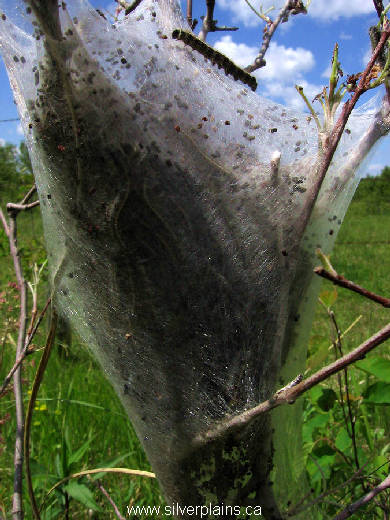 tent caterpillar