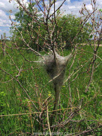 tent caterpillar
