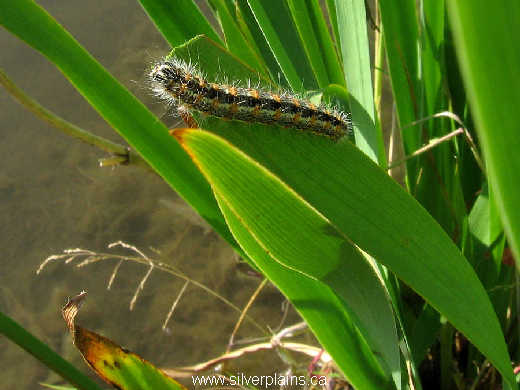 cattail caterpillar