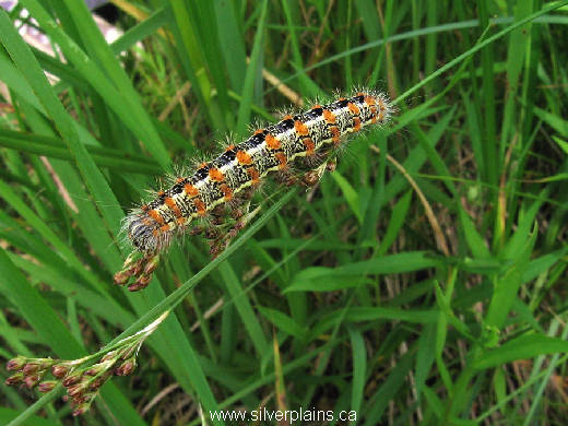 cattail caterpillar