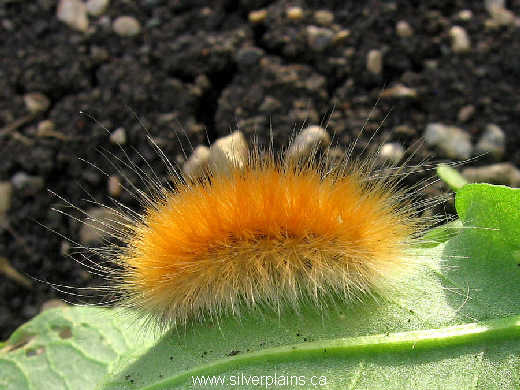 yellow bear caterpillar