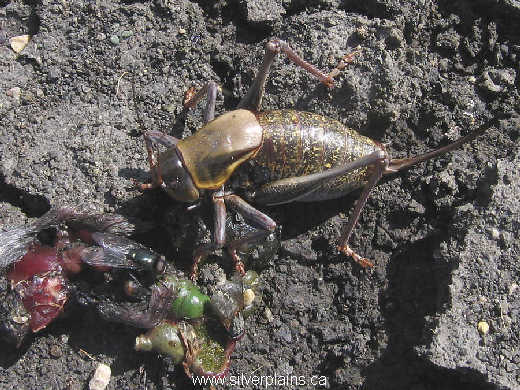 mormon cricket 