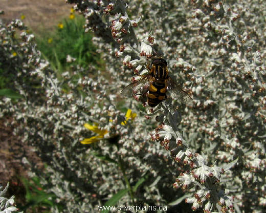 striped hover fly
