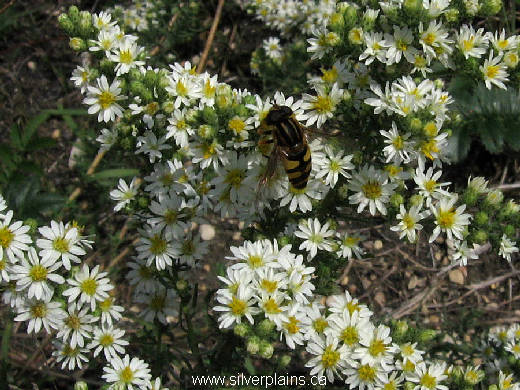 striped hover fly