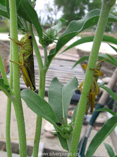 grasshopper