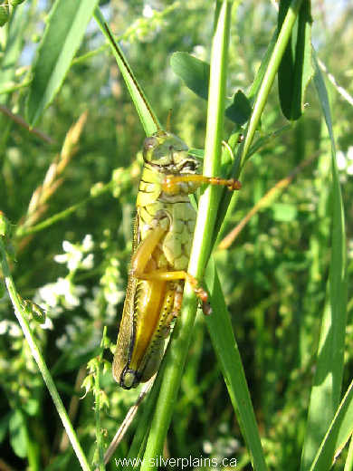 grasshopper