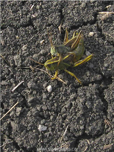grasshopper