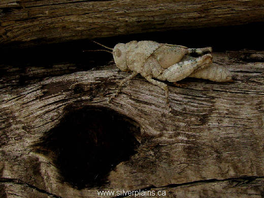 grasshopper nymph - Dissosteira carolina