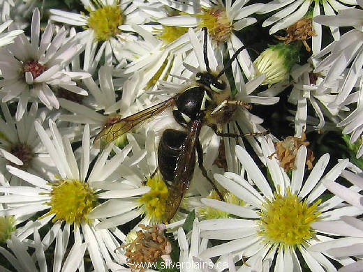 baldfaced hornet - Dolichovespula maculata