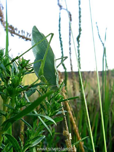 lesser angle-winged katydid