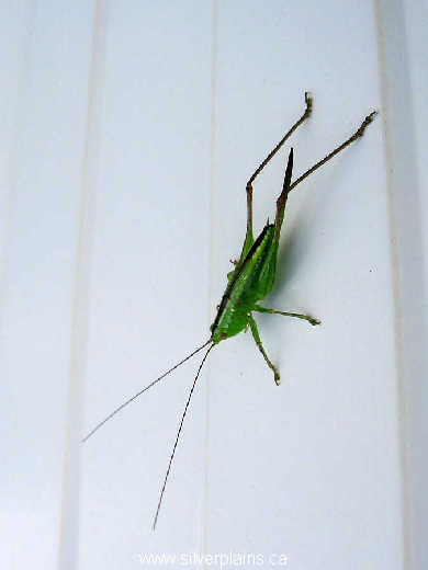 straight lanced meadow katydid