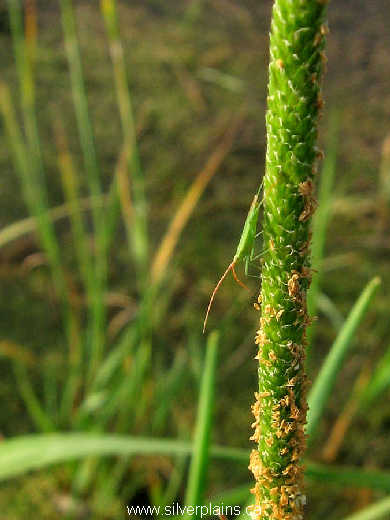 katydid on sedge