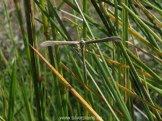 plume moth
