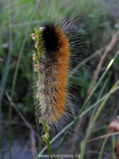 virginian tiger moth caterpillar