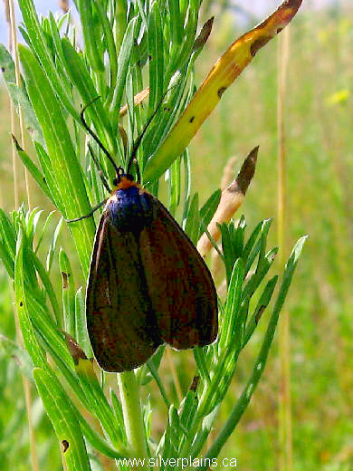 yellow collared scape moth - Cisseps fulvicollis