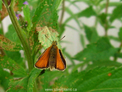 European skipper - Thymelicus lineola