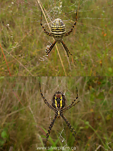 orb weaver spider, Argiope trifasciata - 12SE03