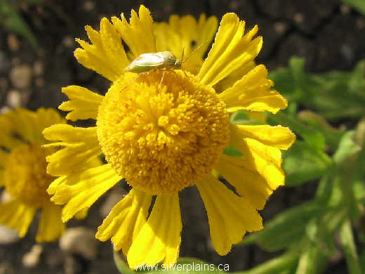 shield bug on helenium