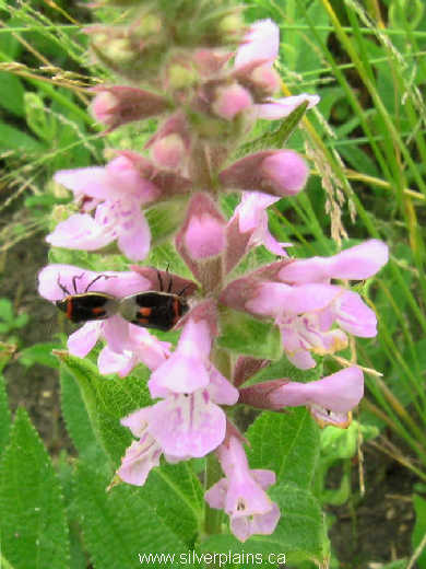 shield bug on marsh hedgenettle
