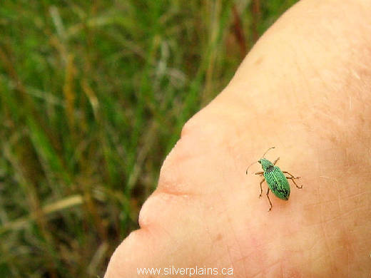 green immigrant leaf weevil