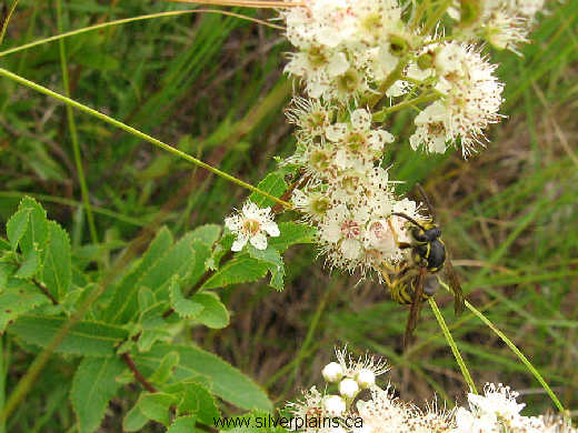 common aerial yellowjacket, Dolichovespula arenaria