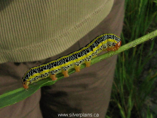 zebra caterpillar