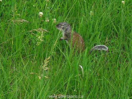 richardson's ground squirrel
