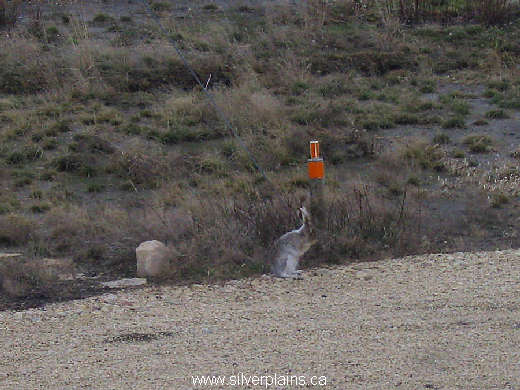 jackrabbit