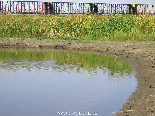 muskrat and greater yellowlegs